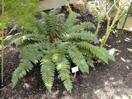 Image result for Cnestis polyphylla