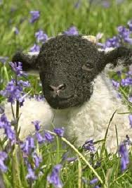 Black And White Sheep Picture White Lamb With Black Head Animals Beautiful Cute Animals Animals
