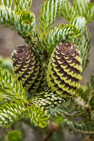 Horstmann 39 S Silberlocke Korean Fir Monrovia Horstmann 39 S Silberlocke Korean Fir Plant Fungus Conifers Garden Trees And Shrubs