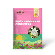 Image result for Gentiana asclepiadea alba