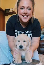 Labrador Dorado Cachorro