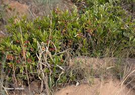 Image result for Ochna natalitia