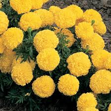 Image result for Tagetes erecta