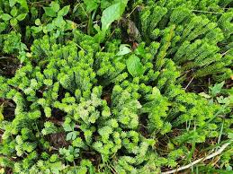 Image result for Hyparrhenia rudis