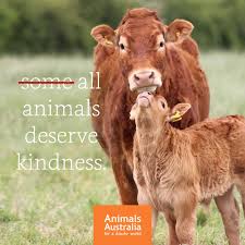 Below you'll discover the complete list of animal names our researchers have written about so far. Be Kind To All Kinds Animals Australia Facebook