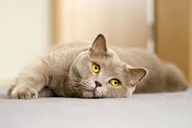 Theresa arteaga , dvm, dacvium (oncology), owner of animal cancer center in monterey, california. Sore Throat In Cats Symptoms Causes And Treatment