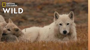 Prime video (streaming online video). The Wolf Queen And Cubs Kingdom Of The White Wolf Youtube
