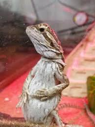 Bearded Dragon Cute Pose Bearded Dragon Cute Bearded Dragon Care Bearded Dragon