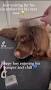 Video for Posh Pooches Parlour Dog Groomer