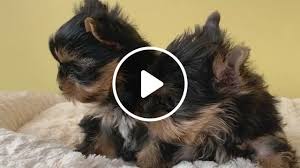 Your yorkie will naturally follow the treat with his or her head, which will cause the pup to roll. Cutest Yorkie Puppies Video Gifs Yorkie Puppy Cute Dogs Morkie Puppies Yorkies Yorkshire Terrier