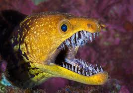 You won't find moray ruins mentioned in many guide books and therefore they are not inundated with visitors. 41 Strange On Twitter The Long Glasslike Teeth Of The Fangtooth Moray Eel Photo Alex Mustard Moray Eel Dangerous Fish Animals