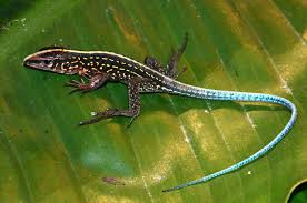 Image result for Vandellia subracemosa