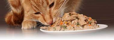 What To Feed Pregnant Or Nursing Cats Hill S Pet Best Cat Food Cat Nutrition Dry Cat Food