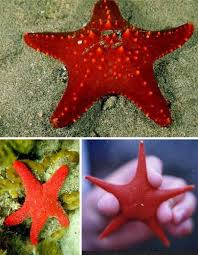 Bunga ini mempunyai lebih dari 100 filosofi dari bunga mawar pink muda adalah kekaguman, sedangkan warna pink tua juga biasanya digunakan untuk menunjukan rasa terima. Haiwan Haiwan Warna Merah Yang Menakjubkan Hikmatun