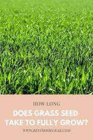 What is the fastest growing grass in the world? How Long Does Grass Seed Take To Fully Grow Best Home Gear Grass Seed Seeding Lawn Water Grass