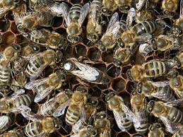 Queen Marking Colours Torbay Beekeepers
