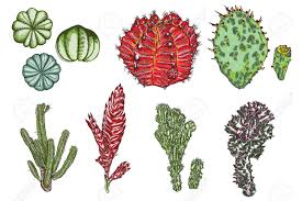Draw several slightly curved, horizontal lines of various lengths to indicate the ground beneath the cactus. Exotic Cactus Succulents Set Different Cactuses And Cacti In Royalty Free Cliparts Vectors And Stock Illustration Image 115140742