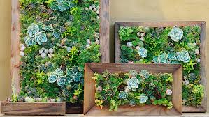They bring in fresh oxygen, lower humidity, and require very little to survive. Make Your Own Diy Vertical Succulent Wall Planters Sunset Sunset Magazine
