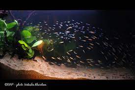 Shallow blackwater habitat in the middle rio negro, 240 l. Blackwater Biotope Aquarium From Rio Jufaris Upper Rio Negro Bap