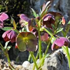 Rose De Noel Hellebore Conseils De Plantation Et Entretien Fleurs de noël et cadeaux pour noël livrés en express partout en france 🎅 livraison d'un bouquet de noël assurée les 24 et 25 décembre par nos quelque peu abandonnée, la traditionnelle décoration de houx laissa sa place aux compositions florales mélangeant les délicates odeurs de fleurs. rose de noel hellebore conseils de