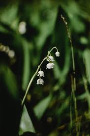 Maybe you would like to learn more about one of these? Muguet Comment Cultiver La Plante Star Du 1 Er Mai Marie Claire