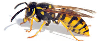 Wasps | Whitehorse City Council