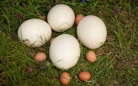 We did not find results for: Forget Double Yolkers We Re Having An Ostrich Egg For Breakfast