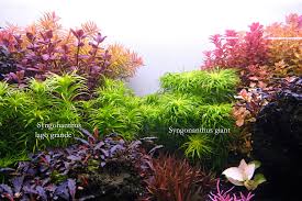 Image result for Syngonanthus angolensis