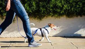 Maybe you would like to learn more about one of these? 8 Best Dog Harnesses In 2021 Find The Best Harness For Your Dog