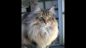In fact, if you want to get truly technical about it, you could separate the domestic longhair cat into long haired, semi long haired and short haired cats. The Best Long Haired Cat Breeds Youtube