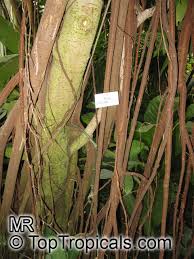 Image result for Ficus saussureana
