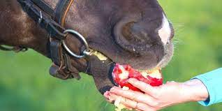 Can Horses Eat Apples Facts Recipes Cautions Helpful Horse Hints