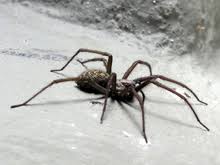 Die meisten spinnen, etwa die große winkelspinne, fallen im haus kaum auf, da sie sich in dunklen ecken verstecken. Grosse Winkelspinne Wikipedia