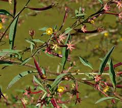 Image result for Ludwigia leptocarpa