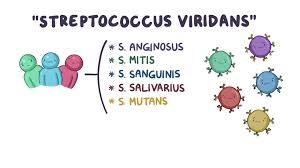 Image result for Group D Streptococcus
