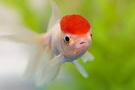 Red Cap Oranda Goldfish Care Guide Varieties Lifespan More With Pictures