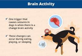 This requires immediate veterinary attention, and you must take your dog to a veterinarian right away for examination. Why Do Dogs Have Seizures While Sleeping Canna Pet