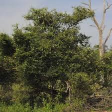 Image result for Acacia fleckii