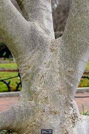 Image result for magnolia soulangeana