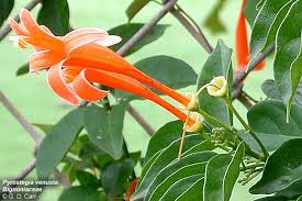 Image result for Bignoniaceae