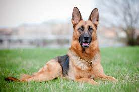 Liebhaber des tervueren behaupten sogar, dass er angeblich die gleichen qualitäten wie. Der Deutsche Schaferhund Schaeferhundseite De