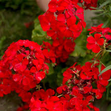 Image result for Geranium