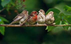 Four Sparrows Kus