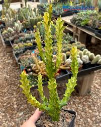 Image result for Euphorbia torta