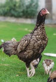 Pin By Samuel Santos On Aseel Hens Beautiful Chickens Chicken Breeds Cute Baby Animals