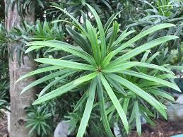 Image result for Zanthoxylum capense