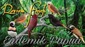 Burung Emprit Papua Burung Pipit Asal Papua Youtube