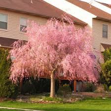 Weeping higan cherry is a weeping flowering cherry tree from japan. Weeping Cherry Naturehills Com