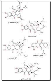 Image result for Vernonia congolensis