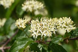 Common dogwood